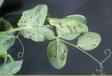 Pisum sativum, Pseudomonas syringae pv. pisi