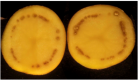 Solanum tuberosum, Ralstonia solanacearum
