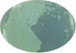 Bacteria culture