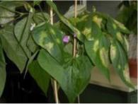 Phaseolus vulgaris/Xanthomonas axonopodis pv. phaseoli