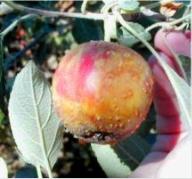 Malus, Erwinia amylovora