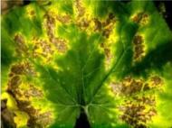 Cucurbita maxima, Xanthomonas cucurbita